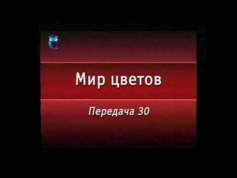 Цветы. Передача 30. Многолетники. Часть 2