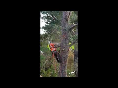 Pine Tree Top Removal - YouTube