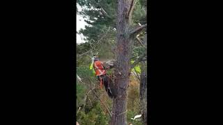 Pine Tree Top Removal