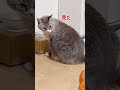 人参を使って猫をびっくりさせてみたら……