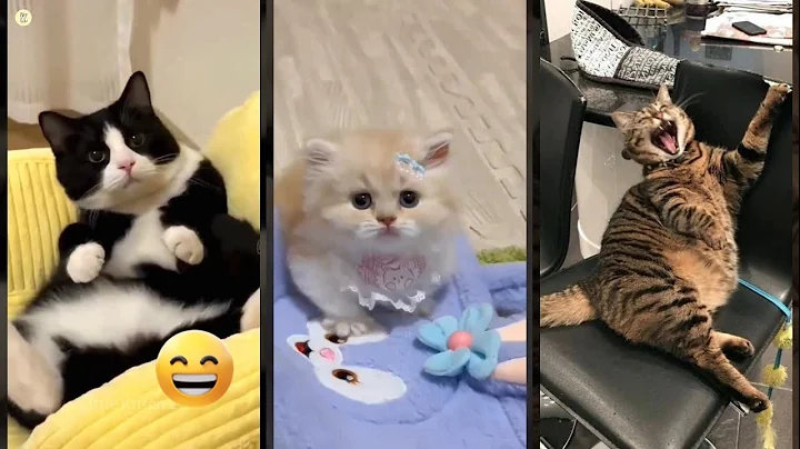 Video 11803361: russian cat, funny russian cats, cat meowing, funny cat attacks, cat funny dance, cat funny game, funnycats