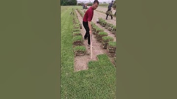 Green turf digging process #machine #goodtools #shorts