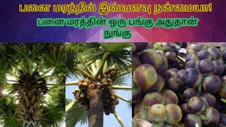 Benefits of palm Tree | Health Benefits of palm fruit | Nungu