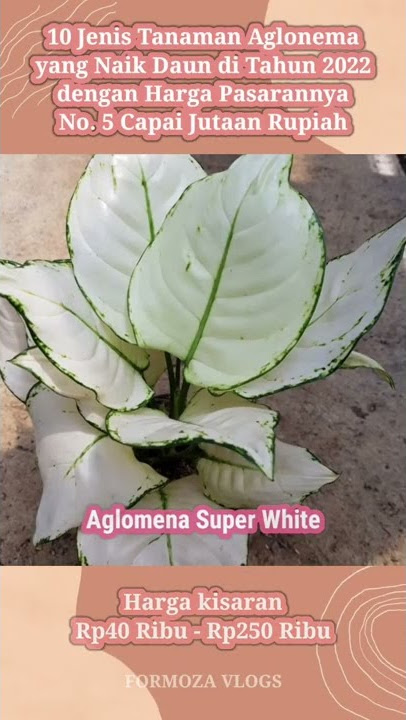 10 Jenis Tanaman Aglonema yang Naik Daun di 2022 dengan Harga Pasarannya | No. 5 Capai Jutaan Rupiah