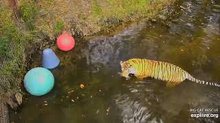 It's swimming Sunday.  Dutchess tiger at Big Cat Rescue.