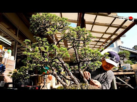 How to grow a large Japanese white pine? [Bonsai Q] - YouTube