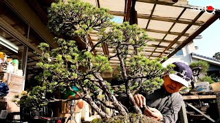buds Goyomatsu the Cutting 株立　五葉松盆栽】　　　⭕シノ❗ 【大品 and sales of Introduction replanting! 盆栽