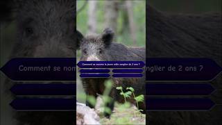 Sanglier, chasse, connaissance #sanglier #chasse #chasseur #chasseresse