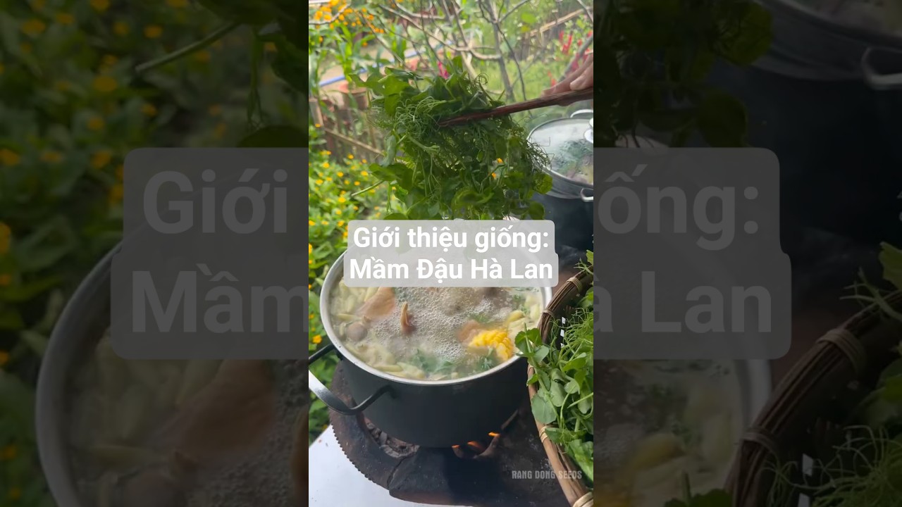 Giới thiệu giống: Rau mầm Đậu Hà Lan #hatgiongrangdong #rangdongseeds #farming