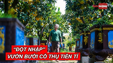 "Đột nhập" vườn bưởi cổ thụ tiền tỉ chờ ngày ra thị trường Tết | Báo Người Lao Động