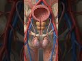 male pelvic and reproductive system viewed #MedicalEducation #humananatomy