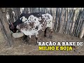 RAÇÃO A BASE DE MILHO E SOJA PARA OS BEZERROS