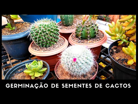 Semente de Cactus: Cacto N'Pele