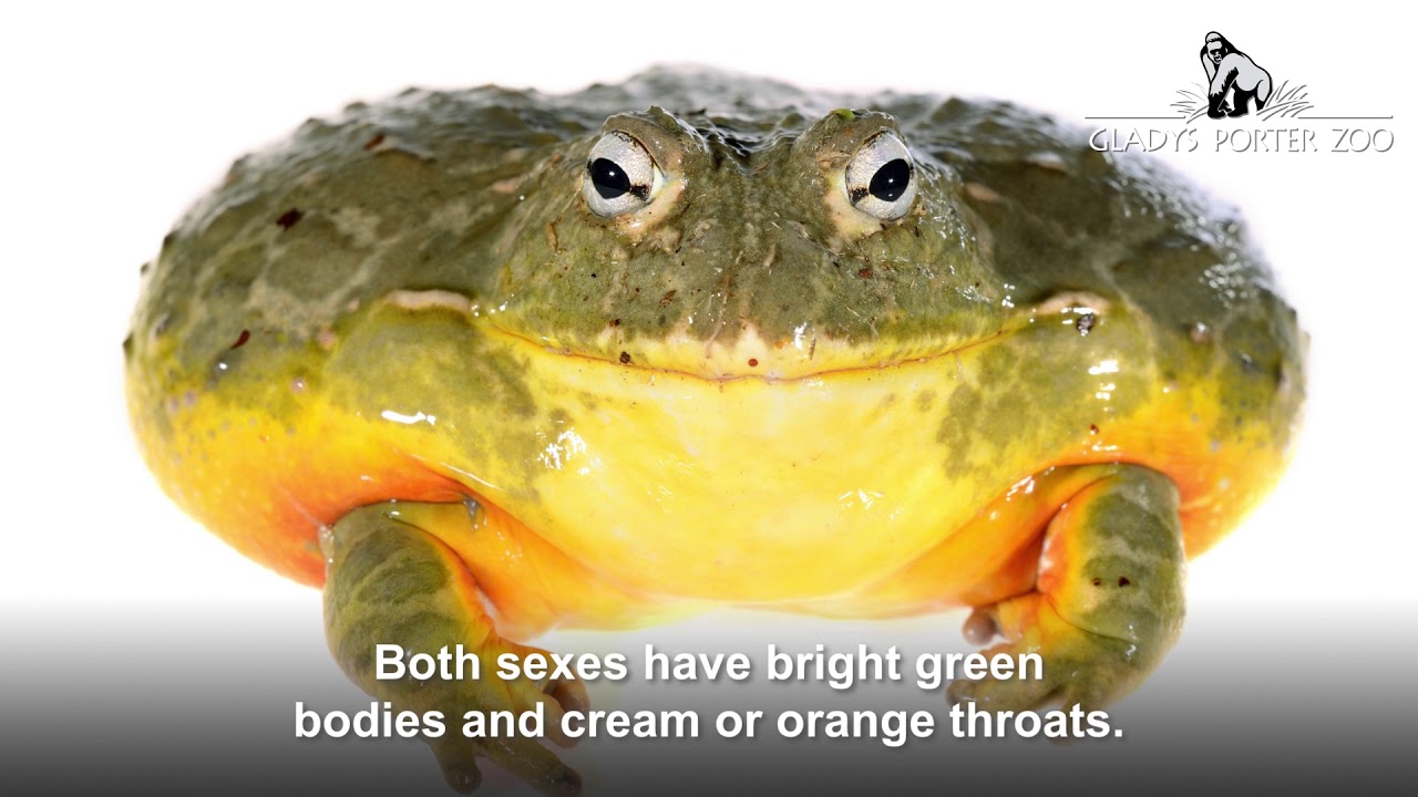 African bullfrog YouTube