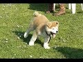 Akita puppy VS all dogs :)