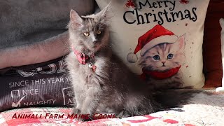 Bodhi, A Maine Coon Kitten Has His First Christmas!!