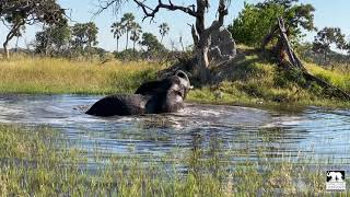 Morula the elephant swimming in flood plain | Living With Elephants Foundation | Botswana