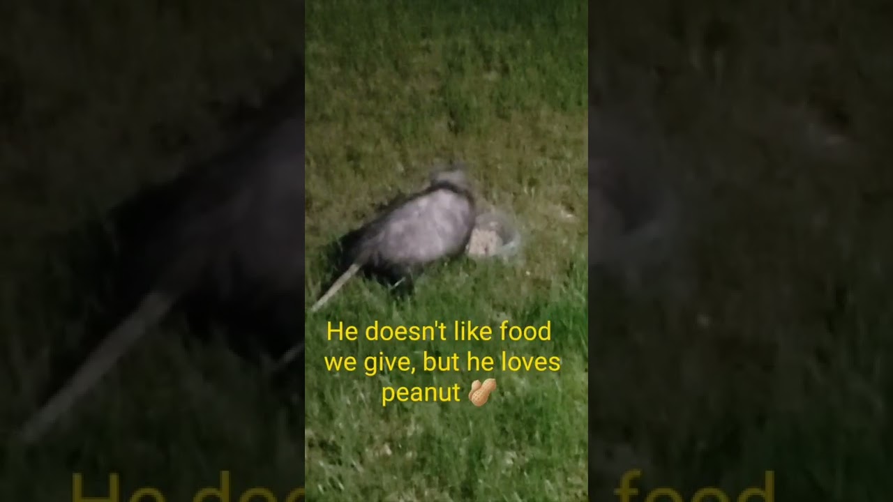 Possum. Love to eat 🐛 🐛. 