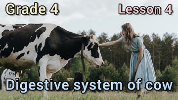 concept 1-1lesson 4 | do cows really have four stomachs | digestive system of cow  | science grade 4