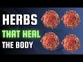 The MOST POWERFUL Herbs That Help Heal The Body & Prevent Disease
