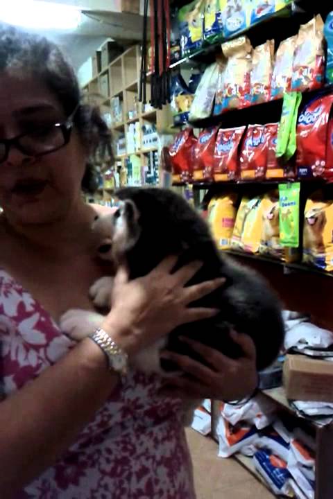 Petshop in Bangalore, India - YouTube