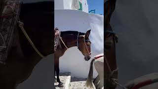 Donkey Ride on the streets of beautiful Santorini, Greece #santorini #greece #donkey