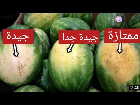 فيديو: أسباب البطيخ الصغير - ما يجب فعله لعدم نمو البطيخ