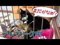 豆柴(柴犬)子犬 / テレワーク（在宅勤務）の飼い主を待つワンコ。構ってもらえて嬉しいぃ！Shiba Inu puppy waiting for their owners to finish work