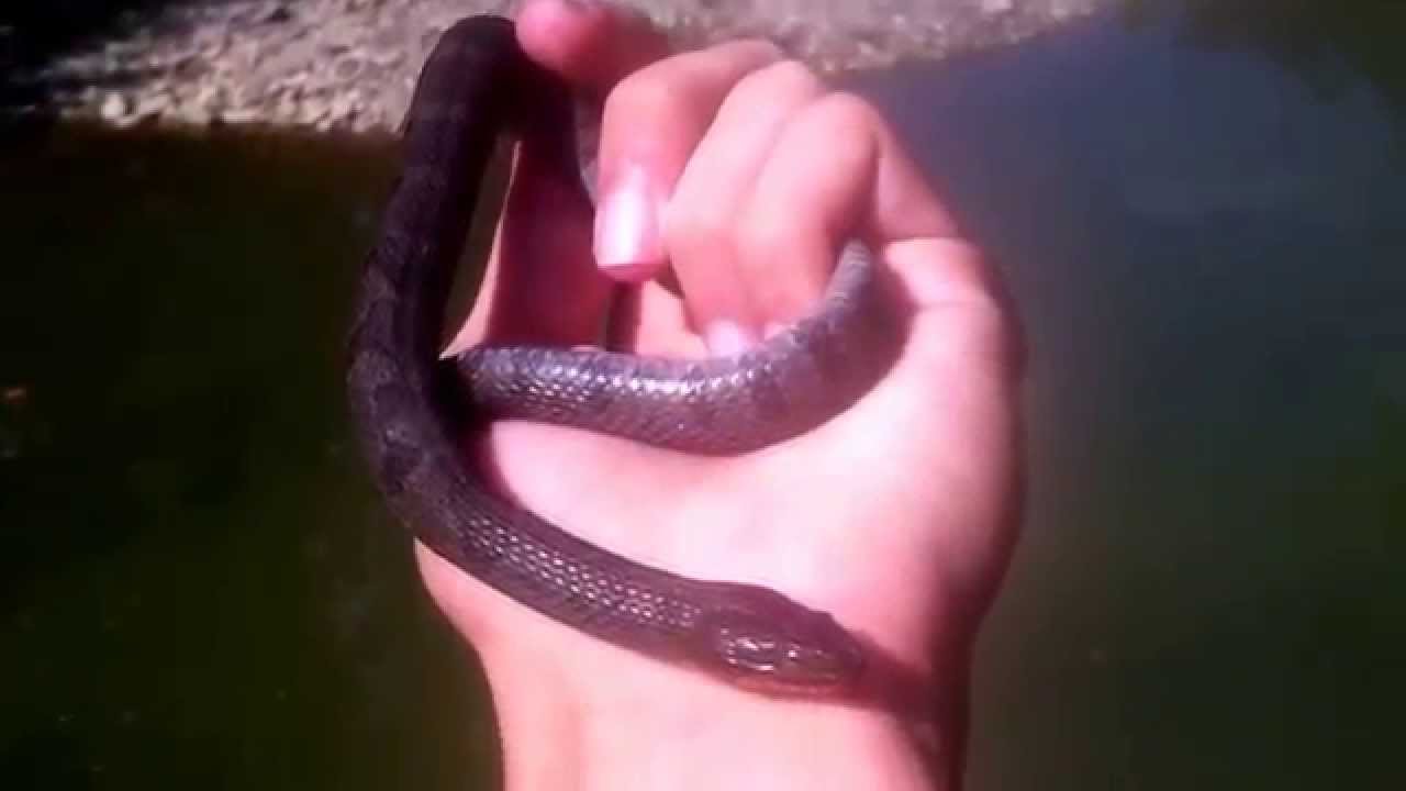water snake pet Herping in Kentucky
