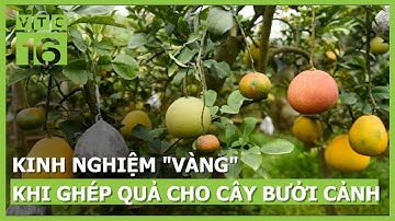 Kinh nghiệm "vàng" khi ghép quả cho cây bưởi cảnh | VTC16