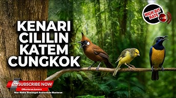 🔴Masteran Murai Batu Terbaik Kenari Cililin Cucak Cungkok Kapas Tembak Pukulan Panjang Panjang