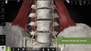 ANATOMYKA app - Explore complete Peripheral nervous system screenshot 3
