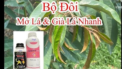 Bộ Đôi Mở Lá Và Già Lá Nhanh Cho Sầu Riêng Giai Đoạn Gần Xổ Nhị và Nuôi Trái Bị Đi Đọt #0975756473