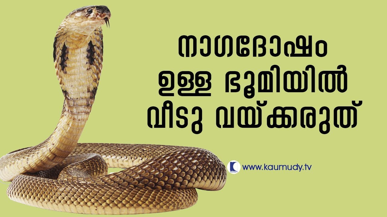 Bad things that can happen if house is built on lands with Naga dosha | Vasthu