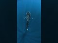 Ocean giant ascending from the deepest of the deep blue amazingworld