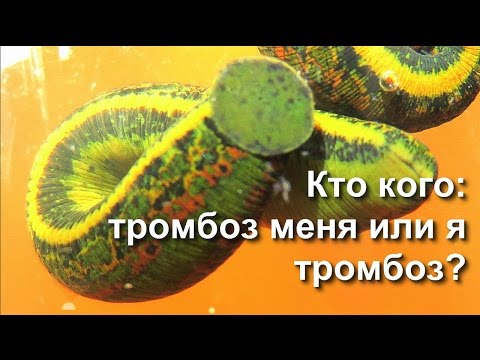 ГИРУДОТЕРАПИЯ ТРОМБОЗА ПУТЕШЕСТВЕННИКОВ, ПИЯВКИ, ПИЯВИТ - ТАБЛЕТКИ ИЗ СУХИХ ПИЯВОК