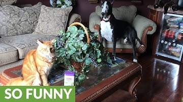 Katie the Great Dane supervises catnip fest