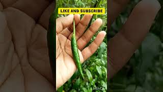 How to stop chilli flower from falling #viralshort#gardeningideas#chilliplant #mydreamgarden