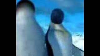 6592 video from Nikwap