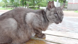 いつも一人ぼっちだったマーブル黒猫が茶トラ猫と一緒に雨宿り