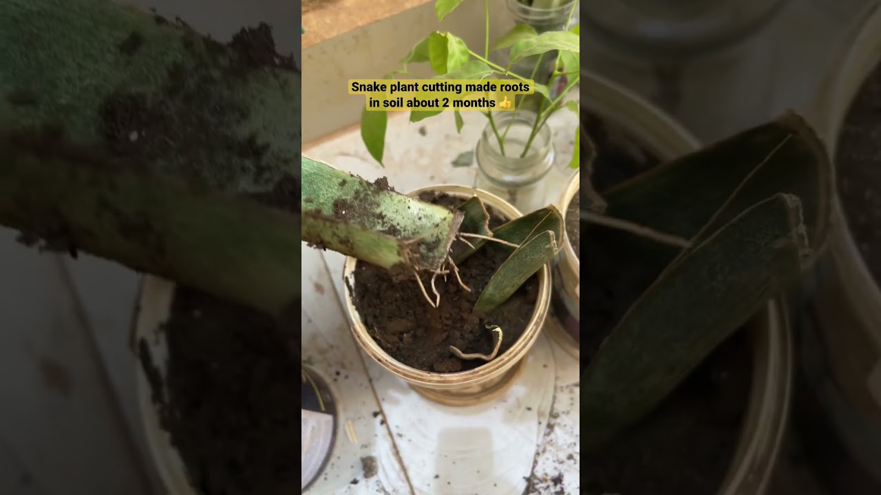 Took just 2 months to root snake plant in soil 