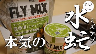 【餌レビュー】コトブキの本気餌　ＦＬＹＭＩＸ！　高価な理由とは・・・【アクアリウム】