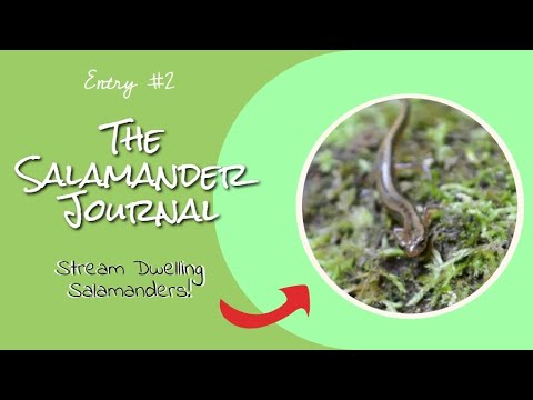 camera iphone 8 plus apk Two Lined Salamanders!