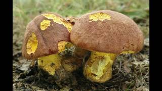 Butyriboletus appendiculatus
