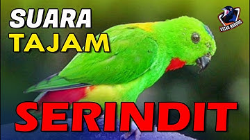 Suara Tajam Serindit II Masteran Burung Serindit