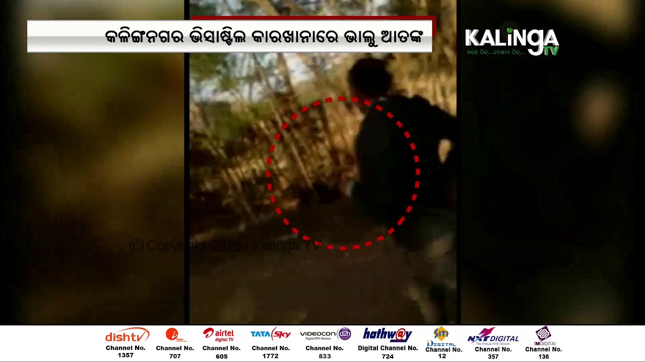 Bear Triggers Panic at VISA Steel Plant in Jajpur