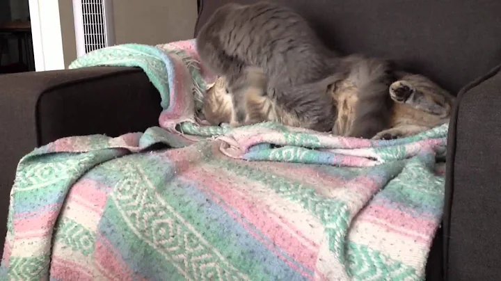 Video 11699051: maine coon kitten fighting, cat fight maine coon, sleepy maine coon kitten, tabby