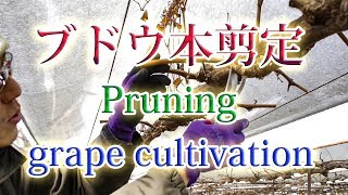 ブドウ本剪定 2019(grape cultivation)Pruning