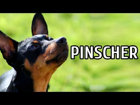 Vídeo: Raça Alemã De Cachorro Pinscher Hipoalergênico, Saúde E Vida Útil