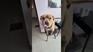 Canadian adopted dog felling good in his adopted home .